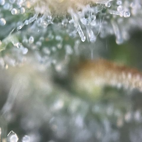 Purple Zkittlez #1 by KilliczGe growlog timeline photo
