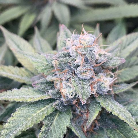 Purple Zkittlez #1 by KilliczGe growlog timeline photo