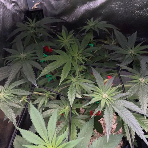 Dante’s Inferno - Mile High Dave by KilliczGe growlog timeline photo