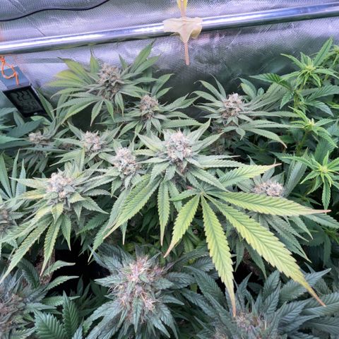Purple Zkittlez #1 by KilliczGe growlog timeline photo