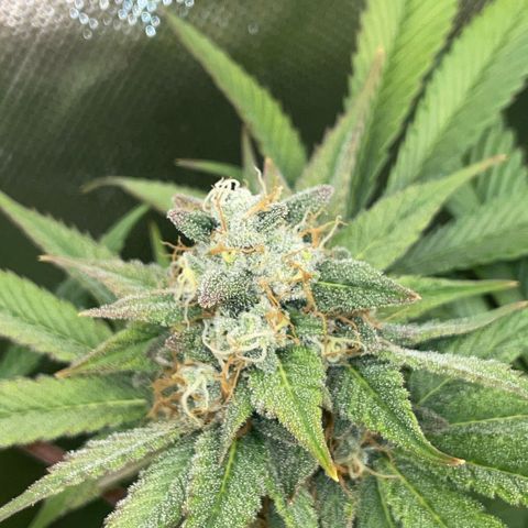 Purple Zkittlez #1 by KilliczGe growlog timeline photo
