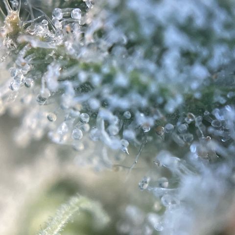 Purple Zkittlez #1 by KilliczGe growlog timeline photo