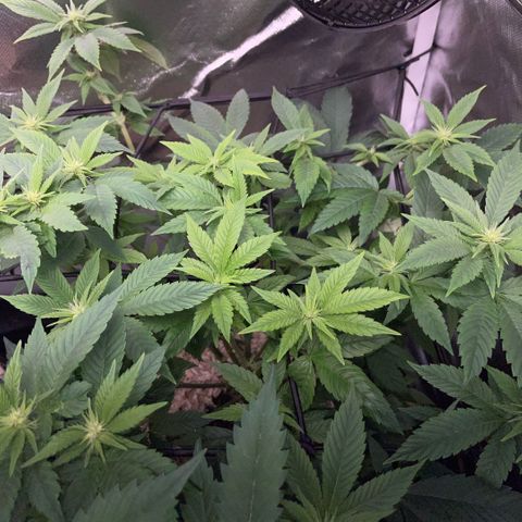 Big Bud 1 Klon 1 by KilliczGe growlog timeline photo