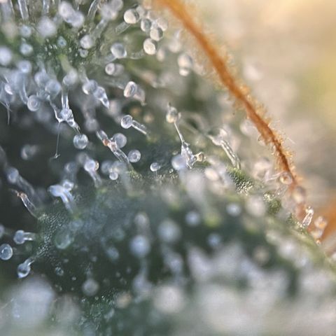Purple Zkittlez #1 by KilliczGe growlog timeline photo