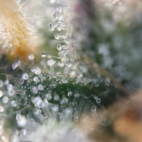 Permanent Marker by KilliczGe growlog timeline photo