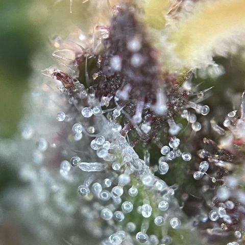 Permanent Marker by KilliczGe growlog timeline photo