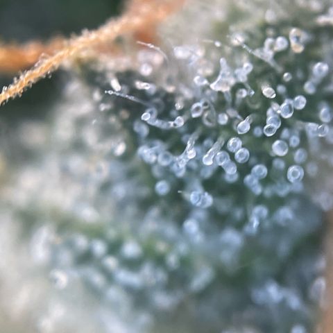 Purple Zkittlez #1 by KilliczGe growlog timeline photo
