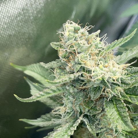 Purple Zkittlez #2 by KilliczGe growlog timeline photo