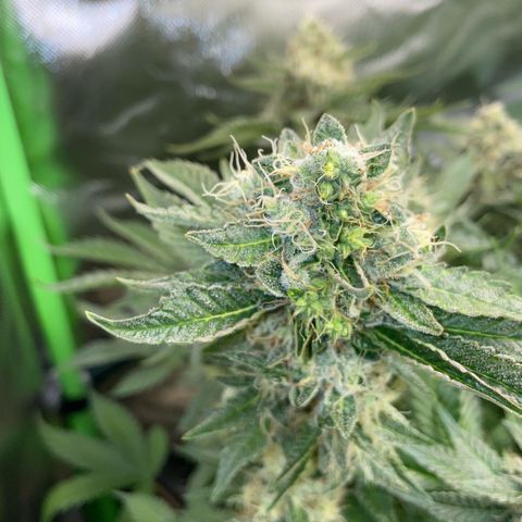 Purple Zkittlez #2 by KilliczGe growlog timeline photo