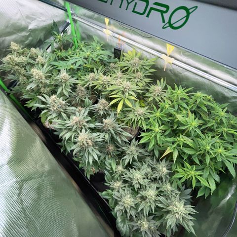 Purple Zkittlez #2 by KilliczGe growlog timeline photo