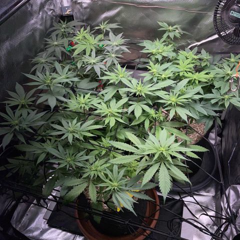 Dante’s Inferno - Mile High Dave by KilliczGe growlog timeline photo