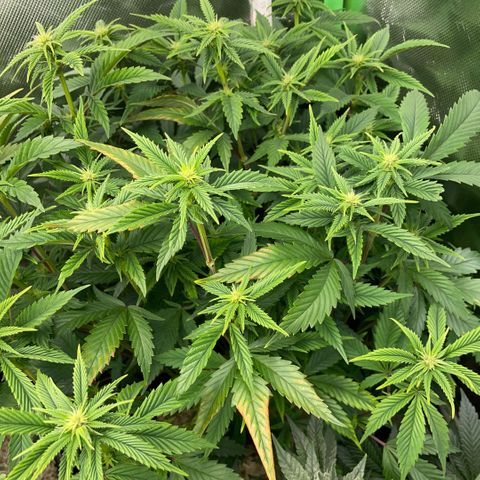 Tangerine Dream Clon #1 by KilliczGe growlog timeline photo