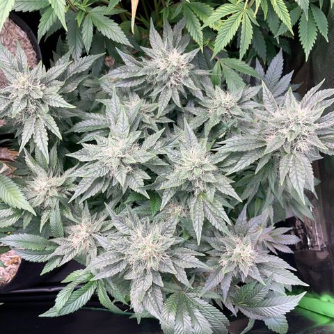 Big Bud by KilliczGe growlog timeline photo
