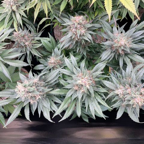 Permanent Marker by KilliczGe growlog timeline photo