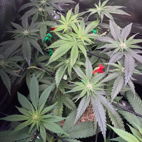 Dante’s Inferno - Mile High Dave by KilliczGe growlog timeline photo