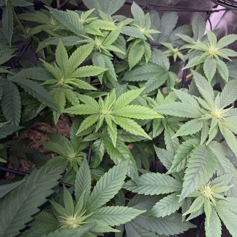 Big Bud 1 Klon 1 by KilliczGe growlog timeline photo
