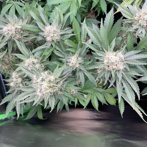 Purple Zkittlez #2 by KilliczGe growlog timeline photo