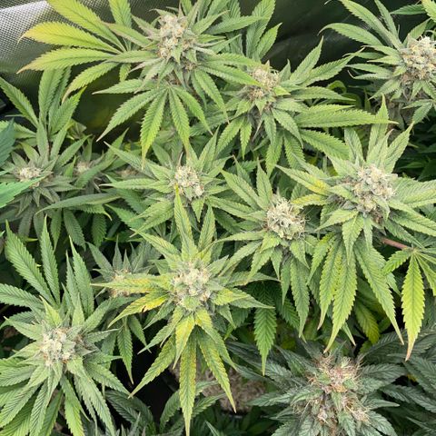 Purple Zkittlez #1 by KilliczGe growlog timeline photo