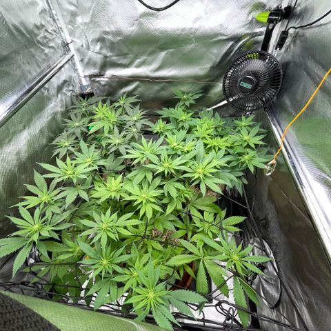 Dante’s Inferno - Mile High Dave by KilliczGe growlog timeline photo