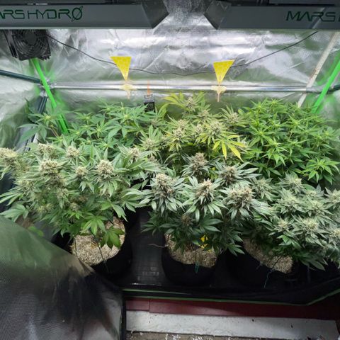 Purple Zkittlez #2 by KilliczGe growlog timeline photo