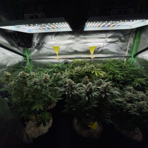 Purple Zkittlez #2 by KilliczGe growlog timeline photo