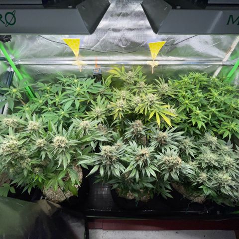 Purple Zkittlez #2 by KilliczGe growlog timeline photo