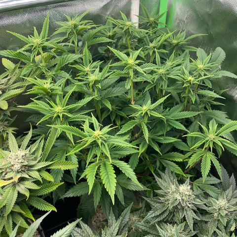 Tangerine Dream Clon #1 by KilliczGe growlog timeline photo
