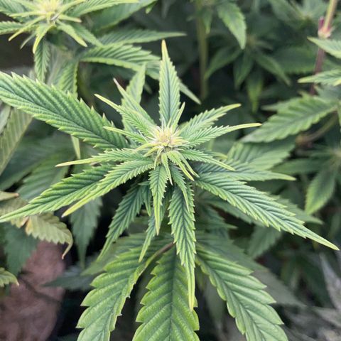 Tangerine Dream Clon #1 by KilliczGe growlog timeline photo