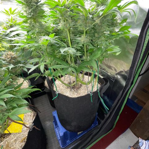 Big Bud by KilliczGe growlog timeline photo