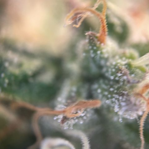 Big Bud by KilliczGe growlog timeline photo
