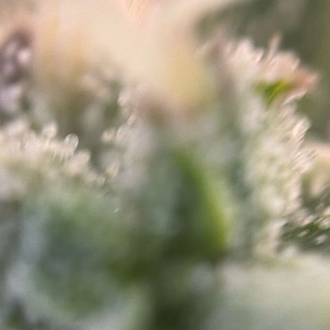 Big Bud by KilliczGe growlog timeline photo