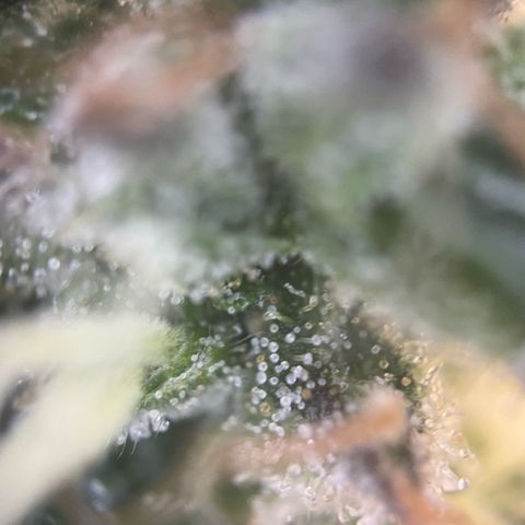 Big Bud by KilliczGe growlog timeline photo