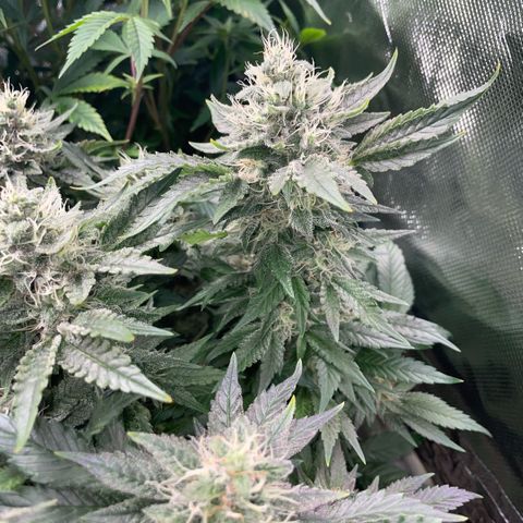 Big Bud by KilliczGe growlog timeline photo