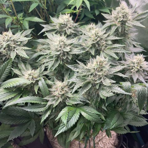 Big Bud by KilliczGe growlog timeline photo