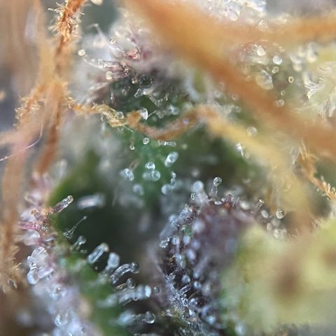 Permanent Marker by KilliczGe growlog timeline photo