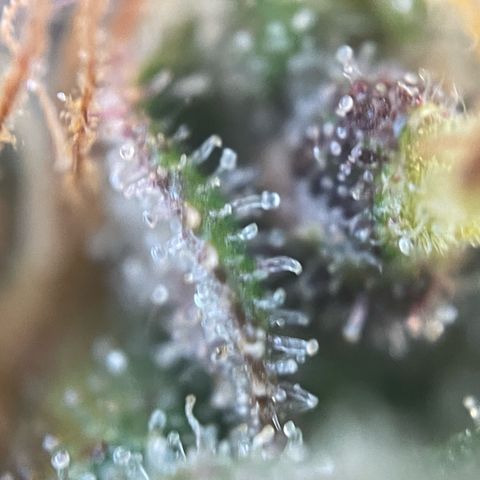 Permanent Marker by KilliczGe growlog timeline photo