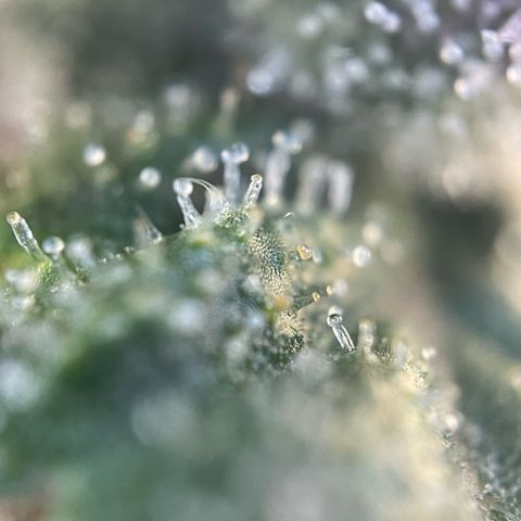 Permanent Marker by KilliczGe growlog timeline photo