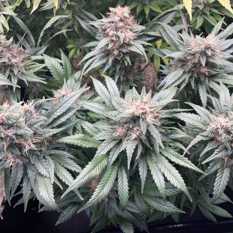 Permanent Marker by KilliczGe growlog timeline photo