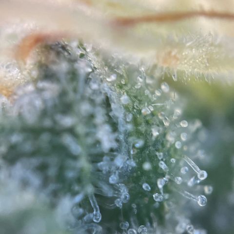 Permanent Marker by KilliczGe growlog timeline photo