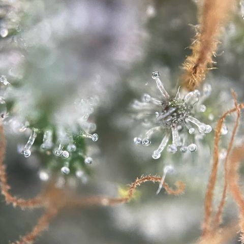 Permanent Marker by KilliczGe growlog timeline photo