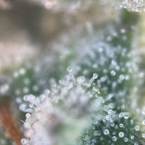 Permanent Marker by KilliczGe growlog timeline photo