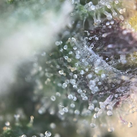 Permanent Marker by KilliczGe growlog timeline photo