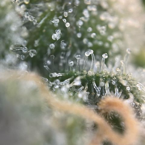 Permanent Marker by KilliczGe growlog timeline photo