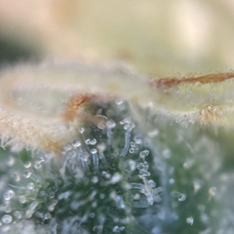 Permanent Marker by KilliczGe growlog timeline photo