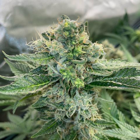 Purple Zkittlez #2 by KilliczGe growlog timeline photo