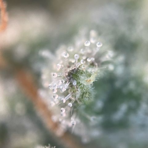 Permanent Marker by KilliczGe growlog timeline photo