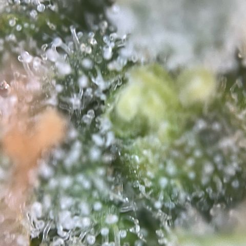 Purple Zkittlez #1 by KilliczGe growlog timeline photo
