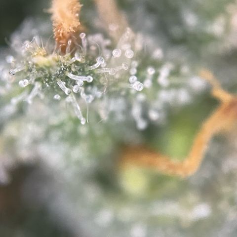 Purple Zkittlez #1 by KilliczGe growlog timeline photo