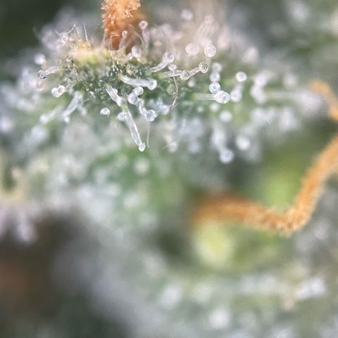 Purple Zkittlez #1 by KilliczGe growlog timeline photo
