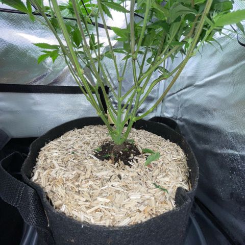Big Bud 1 Klon 1 by KilliczGe growlog timeline photo